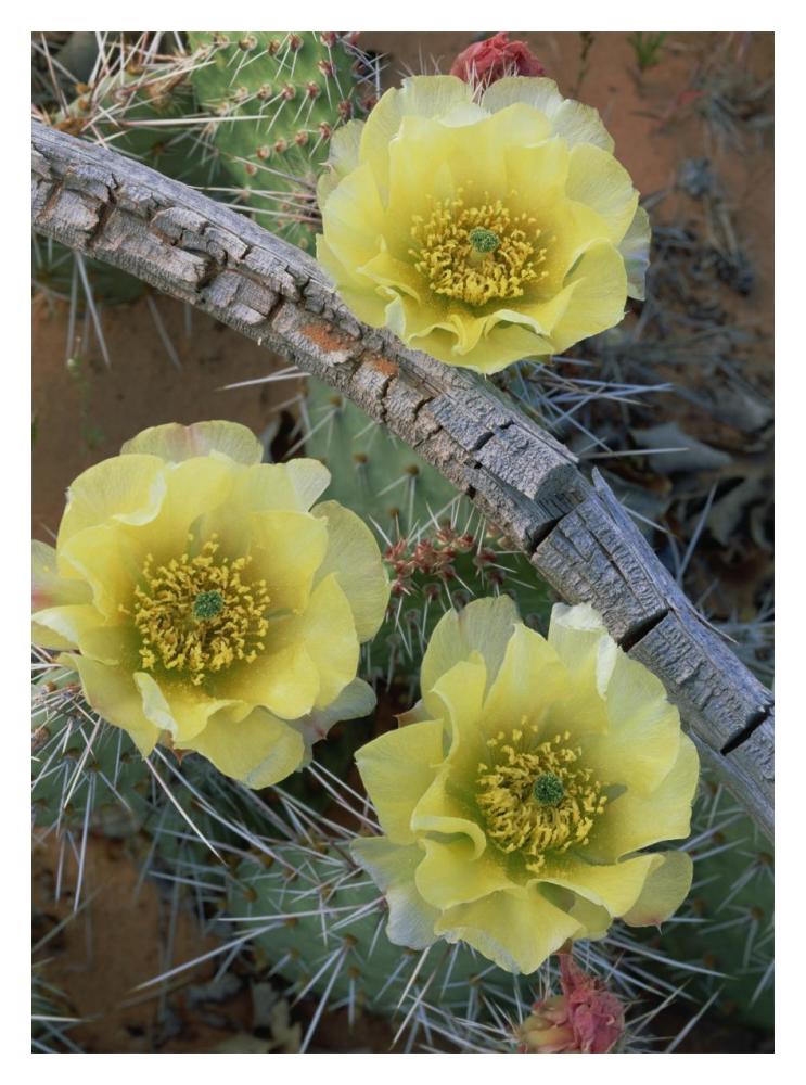 Plains Pricklypear Arches National Park, Utah-Paper Art-14"x18"