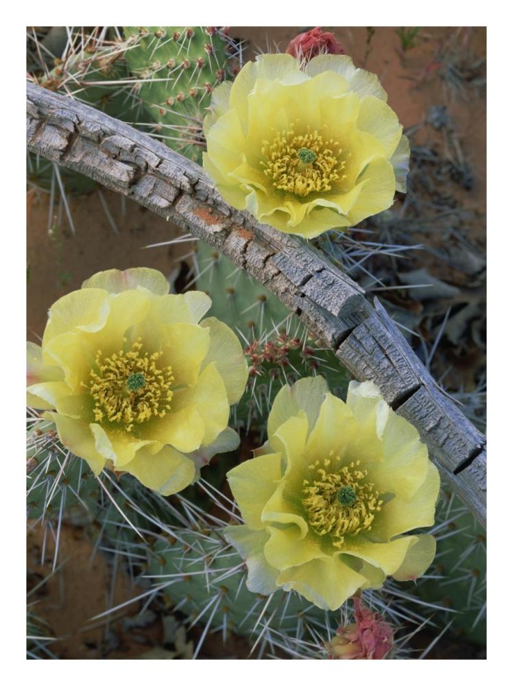 Plains Pricklypear Arches National Park, Utah-Paper Art-20"x26"