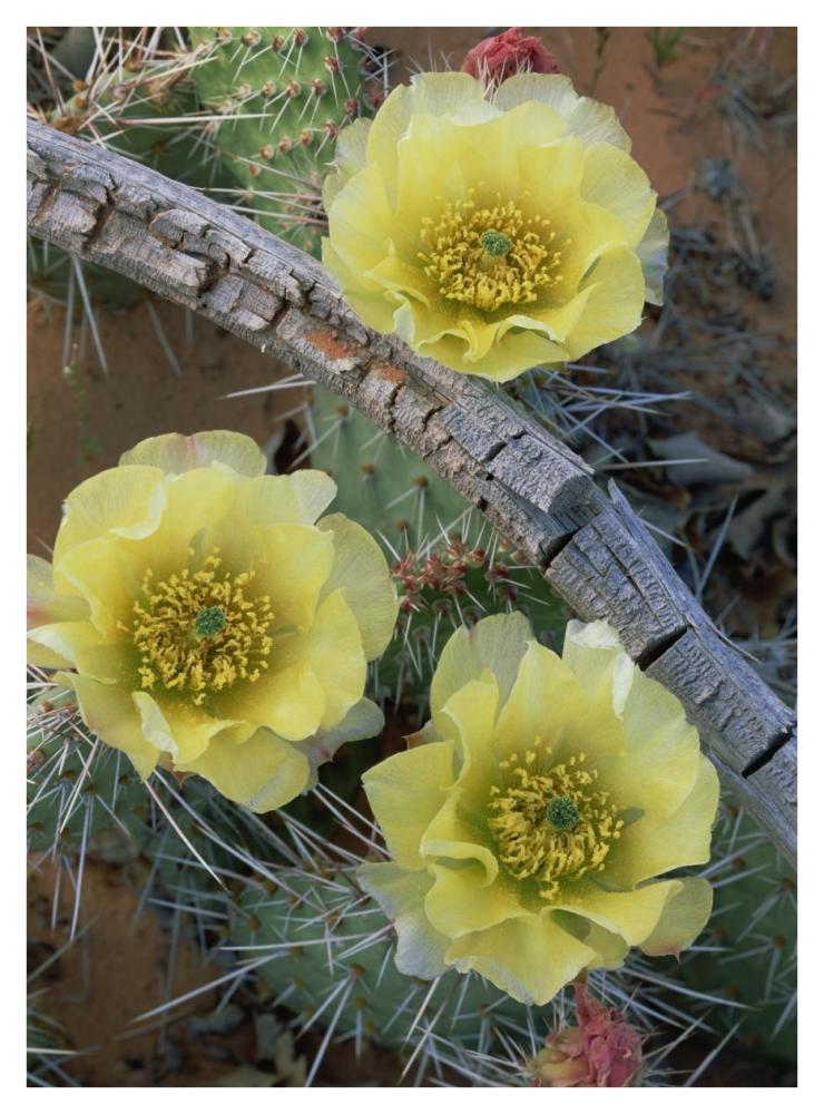 Plains Pricklypear Arches National Park, Utah-Paper Art-32"x42"
