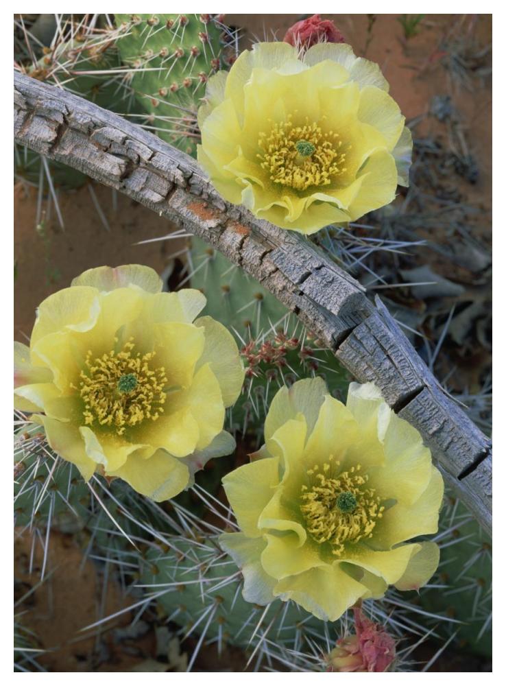 Plains Pricklypear Arches National Park, Utah-Paper Art-38"x50"