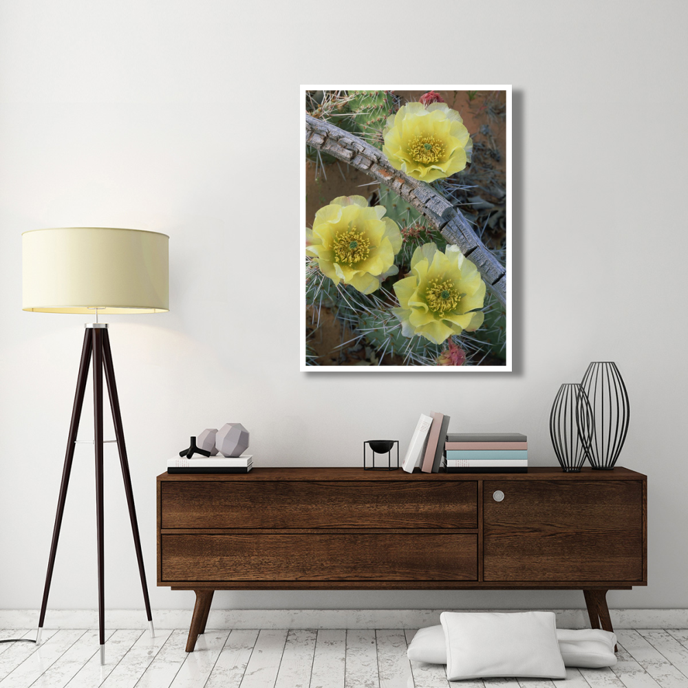 Plains Pricklypear Arches National Park, Utah-Paper Art-38&quotx50"