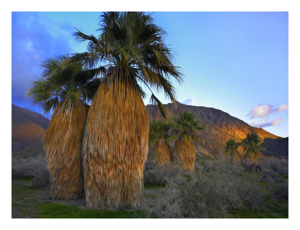 Real Fan Palm Anza-Borrego Desert, California-Paper Art-26"x20"