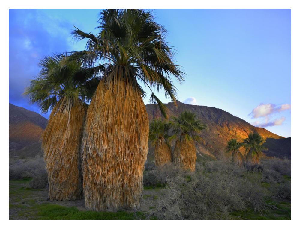 Real Fan Palm Anza-Borrego Desert, California-Paper Art-34"x26"