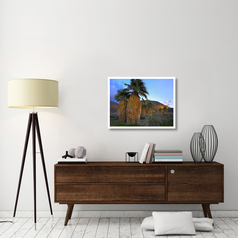 Real Fan Palm Anza-Borrego Desert, California-Paper Art-34&quotx26"