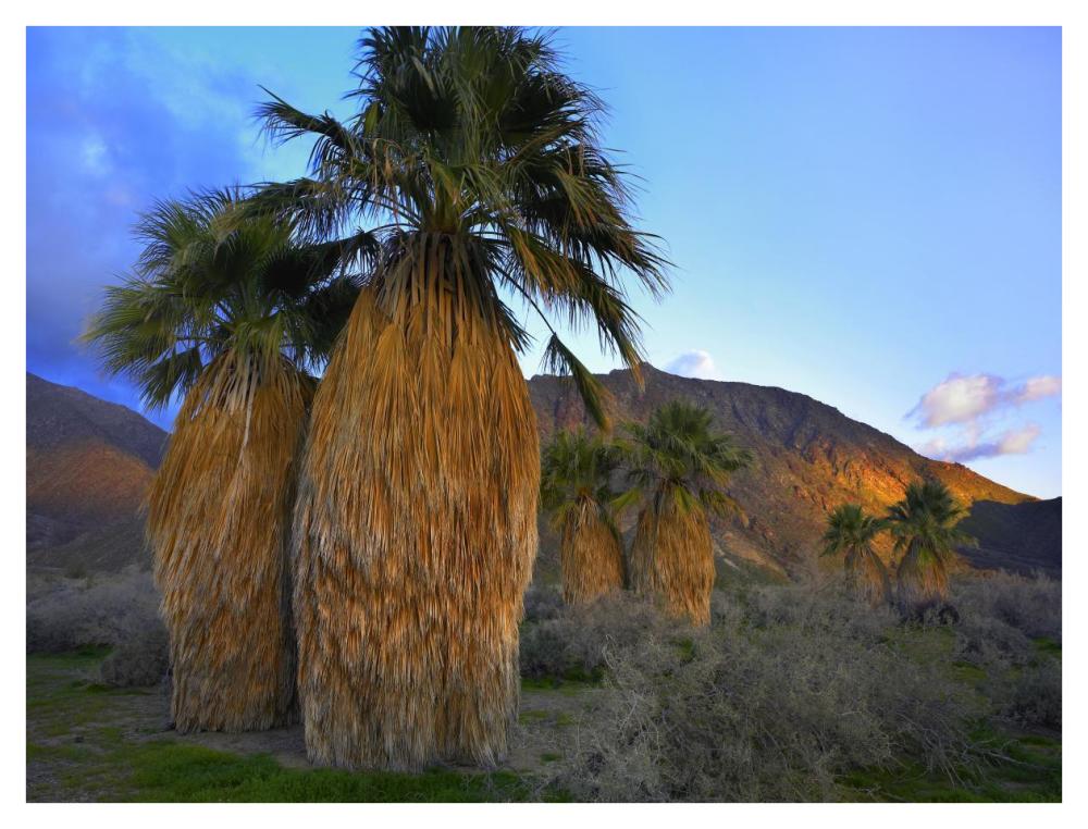 Real Fan Palm Anza-Borrego Desert, California-Paper Art-42"x32"