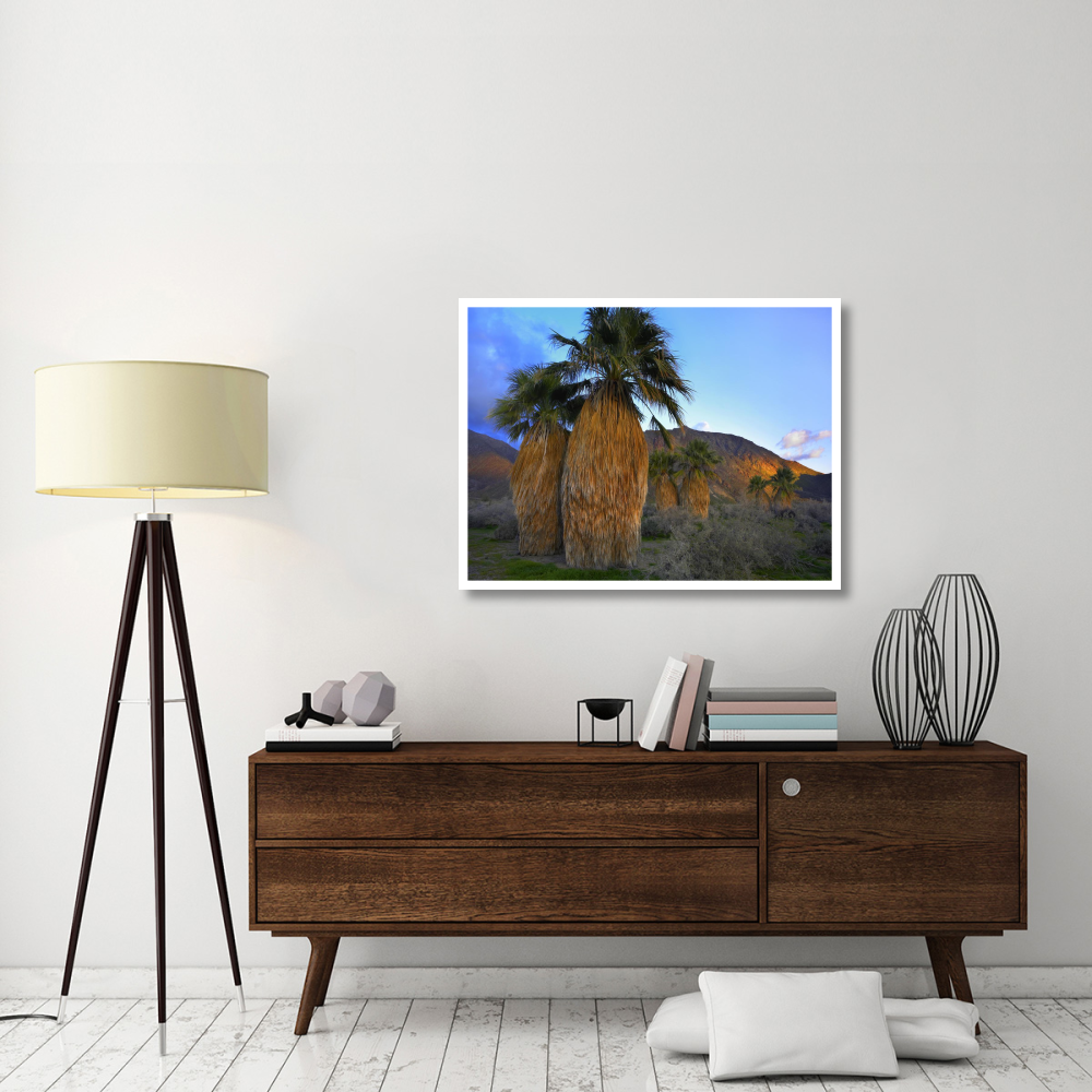 Real Fan Palm Anza-Borrego Desert, California-Paper Art-42&quotx32"