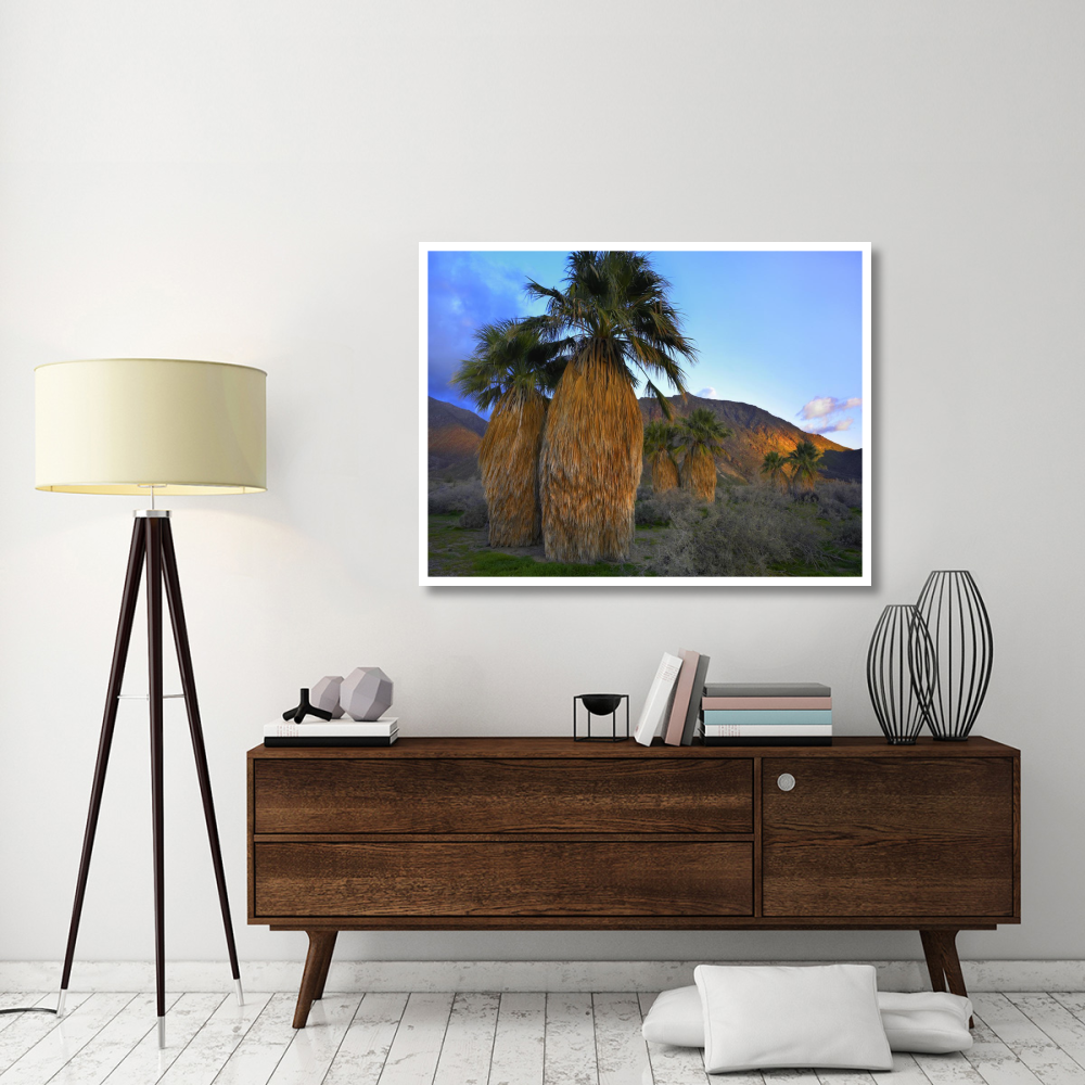 Real Fan Palm Anza-Borrego Desert, California-Paper Art-50&quotx38"