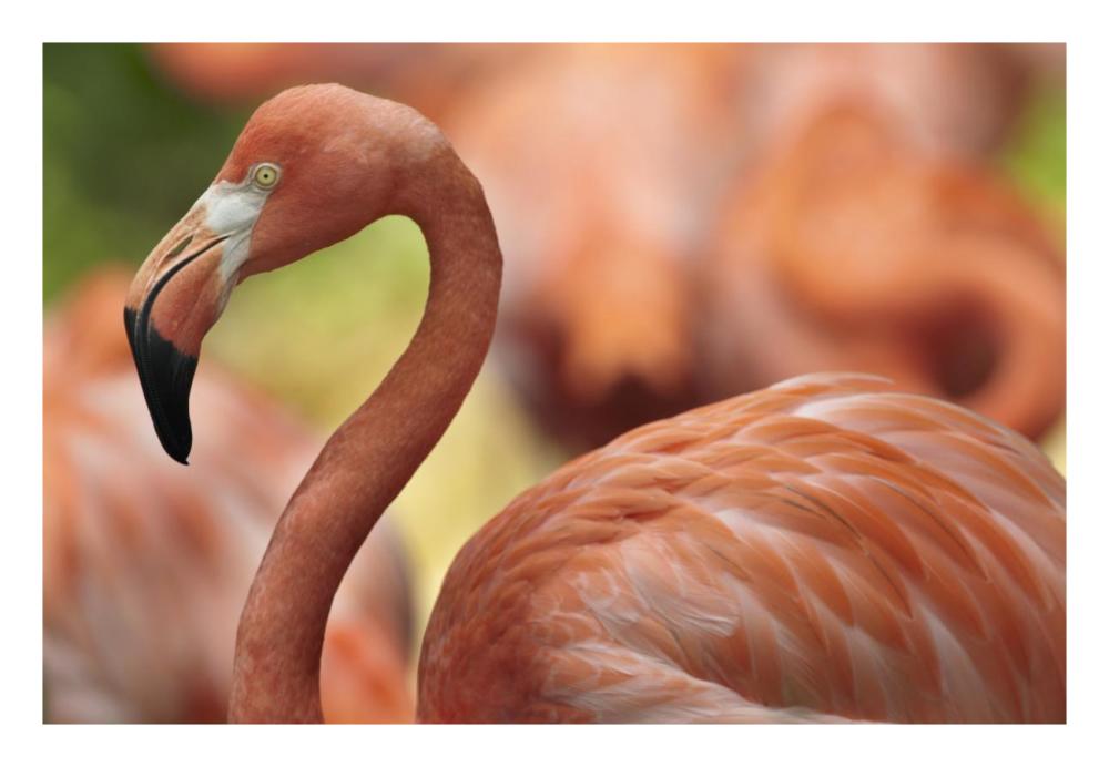 Greater Flamingo, Jurong Bird Park, Singapore-Paper Art-26"x18"