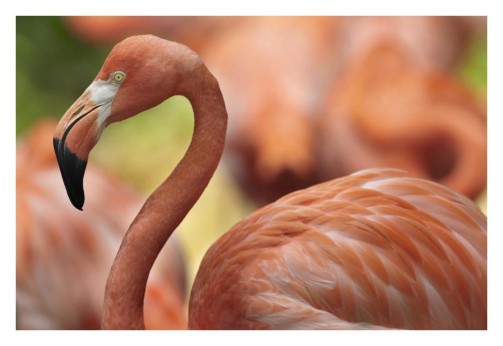 Greater Flamingo, Jurong Bird Park, Singapore-Paper Art-32"x22"