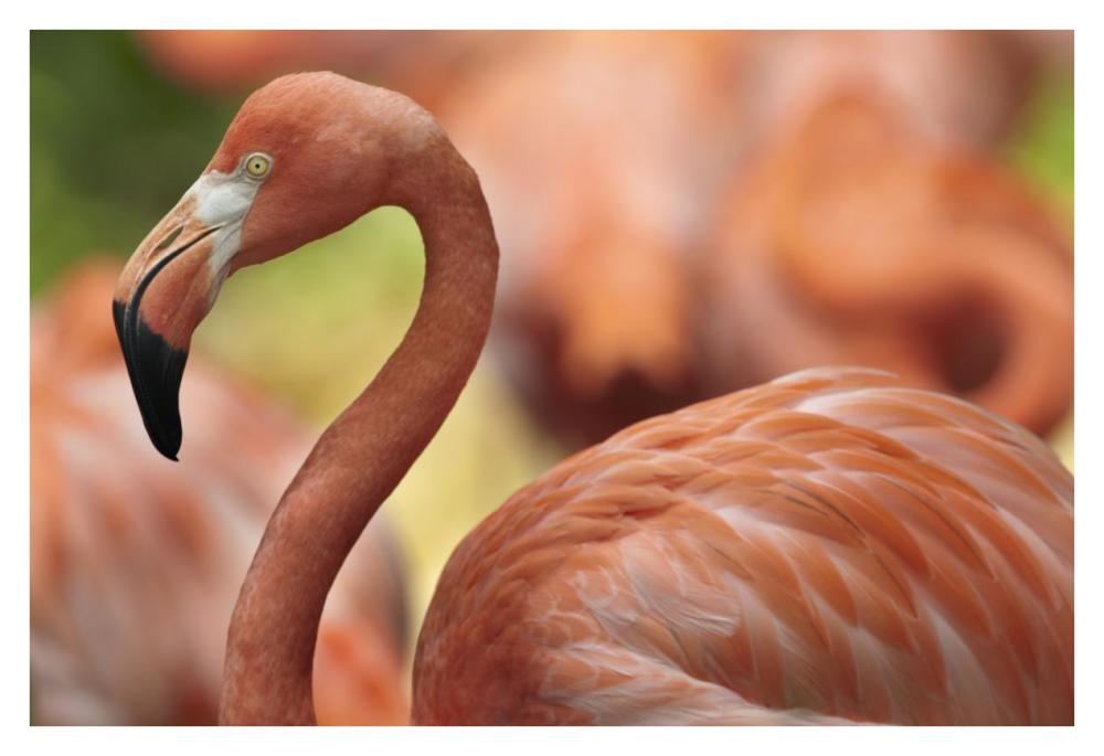 Greater Flamingo, Jurong Bird Park, Singapore-Paper Art-38"x26"