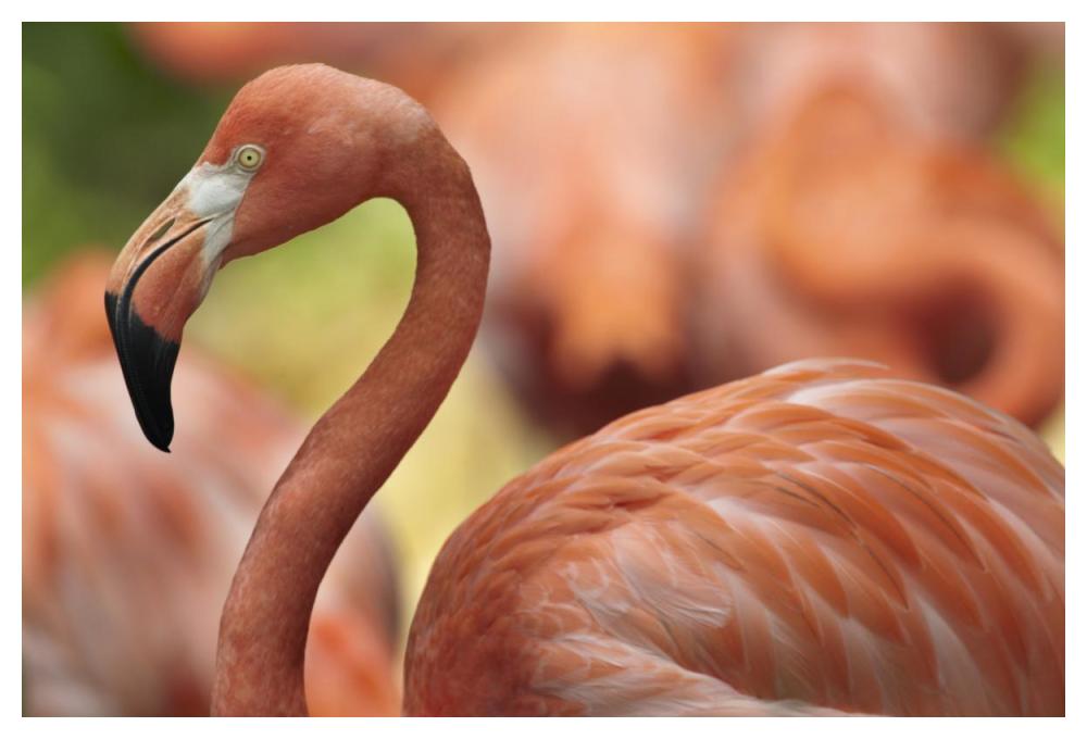 Greater Flamingo, Jurong Bird Park, Singapore-Paper Art-50"x34"