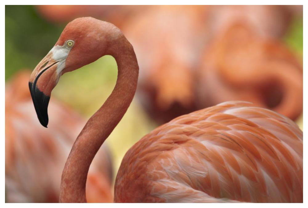 Greater Flamingo, Jurong Bird Park, Singapore-Paper Art-62"x42"