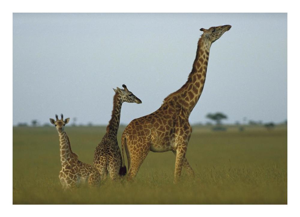 Giraffe adult and juveniles on savanna, Kenya-Paper Art-24"x17.4"