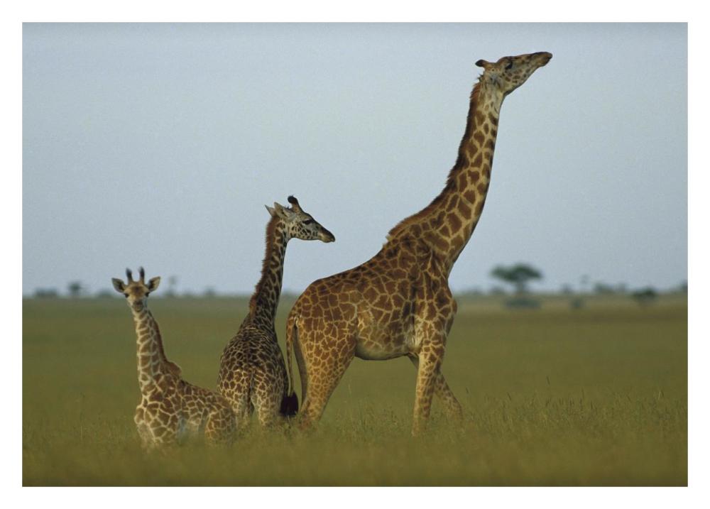 Giraffe adult and juveniles on savanna, Kenya-Paper Art-32"x23"