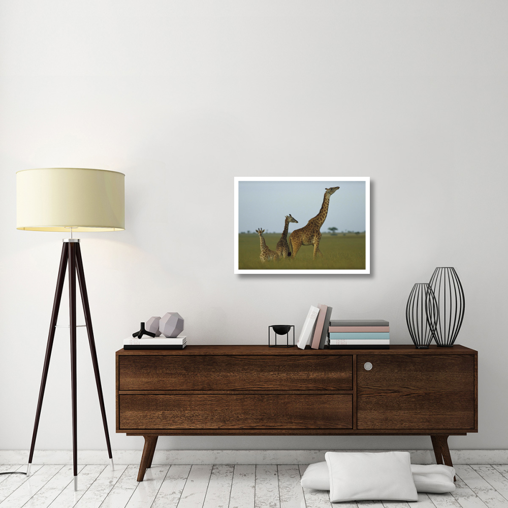 Giraffe adult and juveniles on savanna, Kenya-Paper Art-32&quotx23"