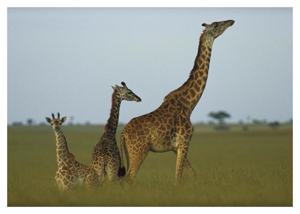 Giraffe adult and juveniles on savanna, Kenya-Paper Art-42"x30"