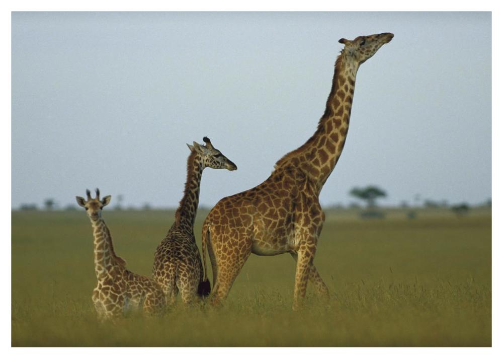 Giraffe adult and juveniles on savanna, Kenya-Paper Art-46"x32.8"