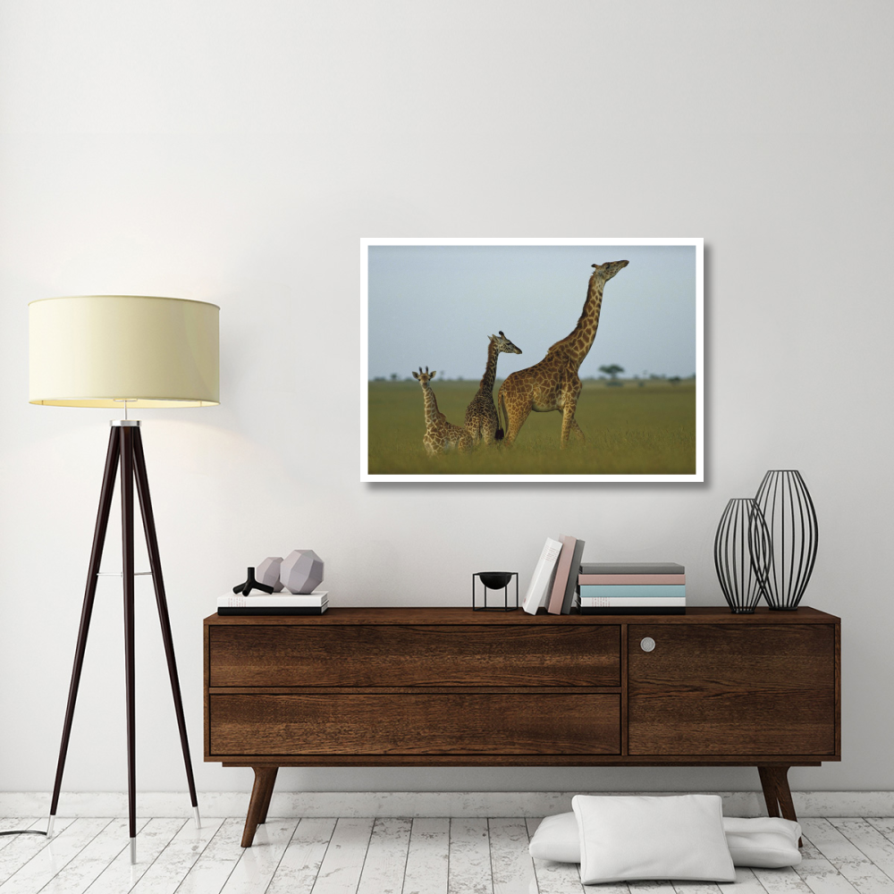 Giraffe adult and juveniles on savanna, Kenya-Paper Art-46&quotx32.8"
