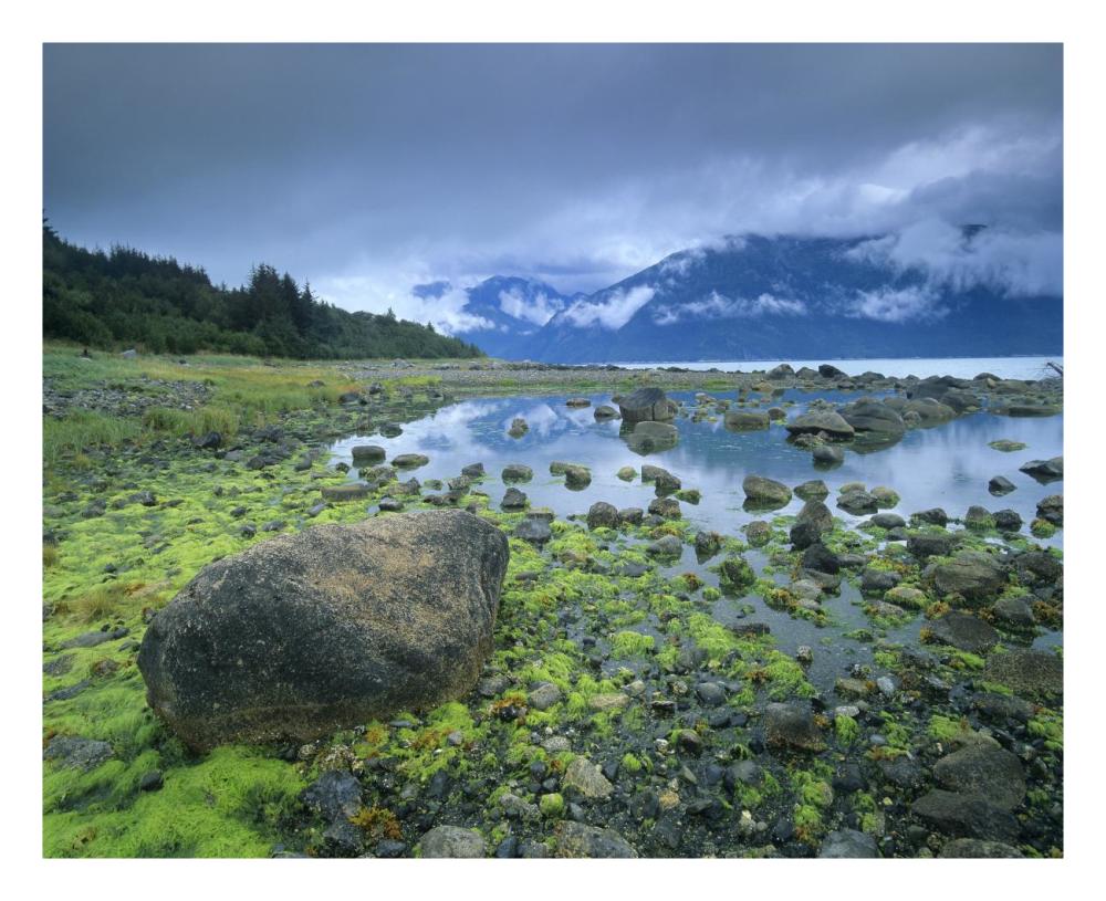 Low tide revealing algae covered rocks, Alaska-Paper Art-26"x22"