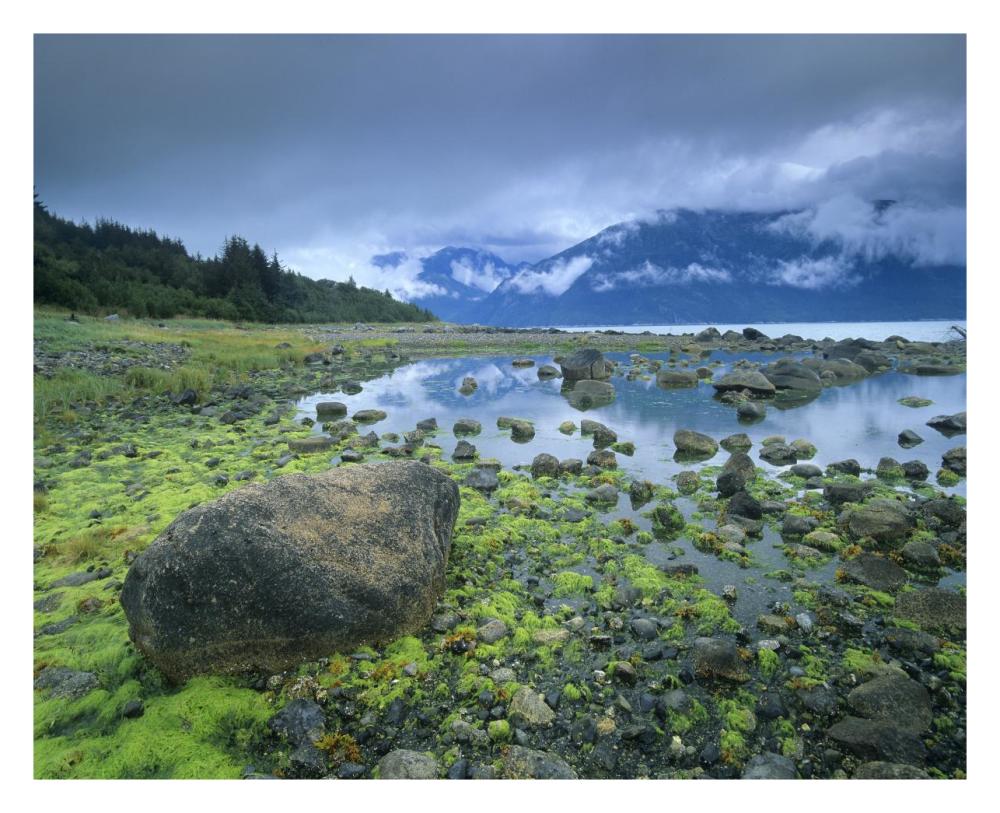 Low tide revealing algae covered rocks, Alaska-Paper Art-30"x24"