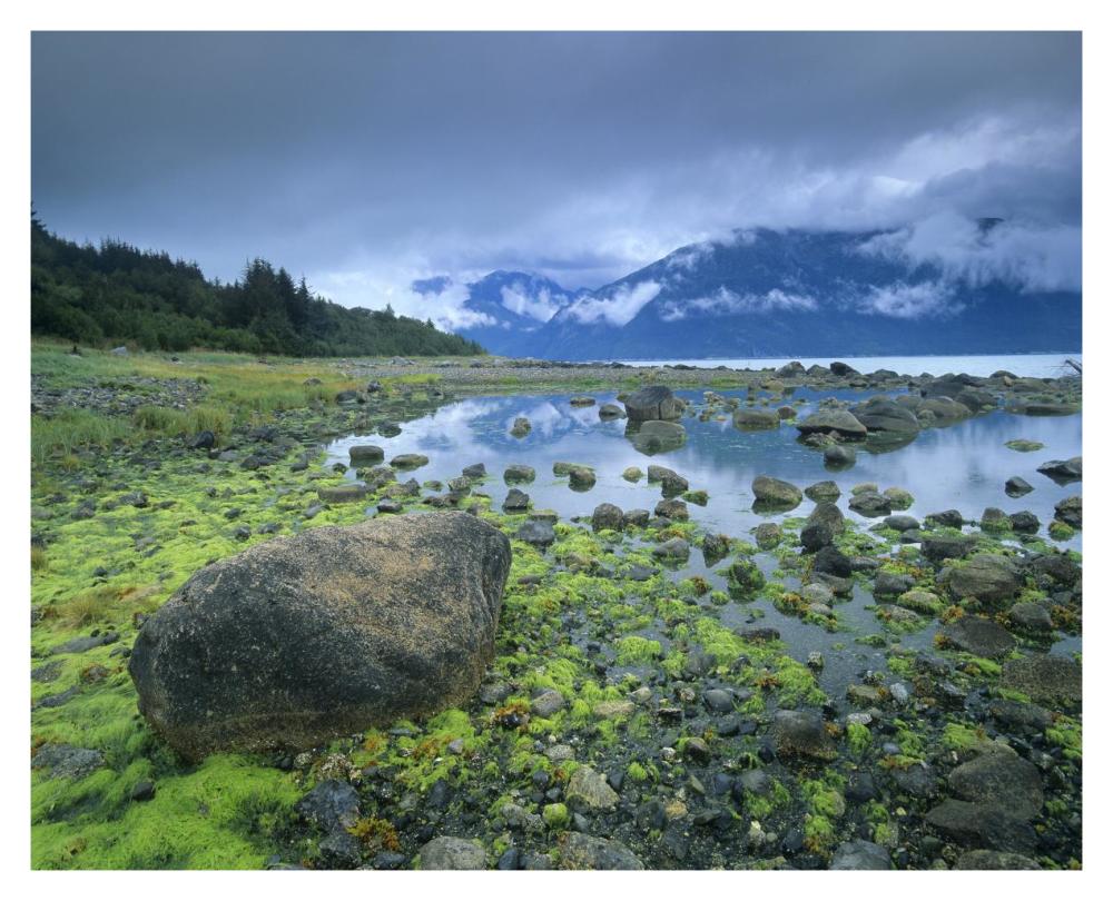 Low tide revealing algae covered rocks, Alaska-Paper Art-37"x30"