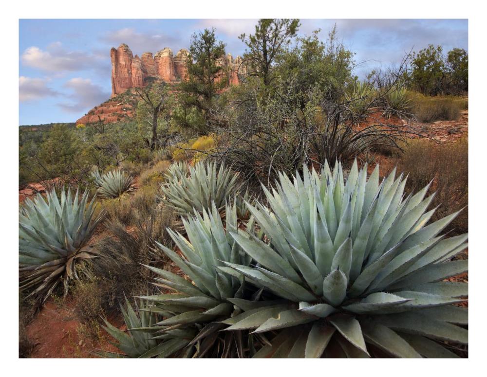 Agave and Coffee Pot Rock near Sedona, Arizona-Paper Art-26"x20"