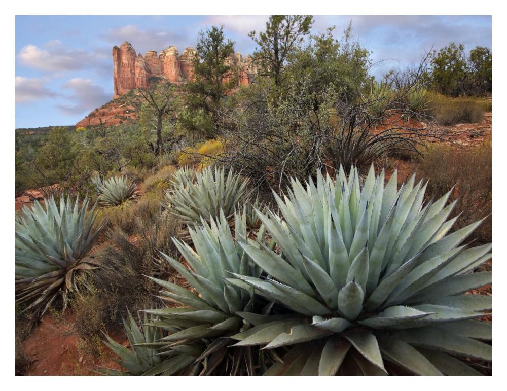 Agave and Coffee Pot Rock near Sedona, Arizona-Paper Art-34"x26"