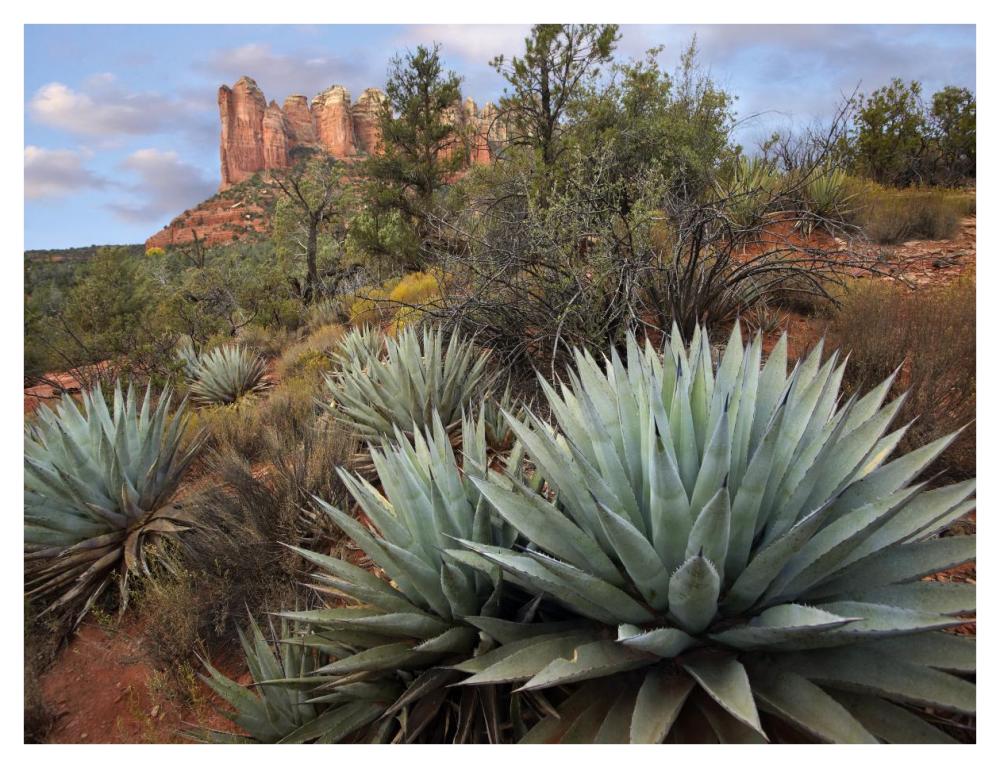 Agave and Coffee Pot Rock near Sedona, Arizona-Paper Art-42"x32"