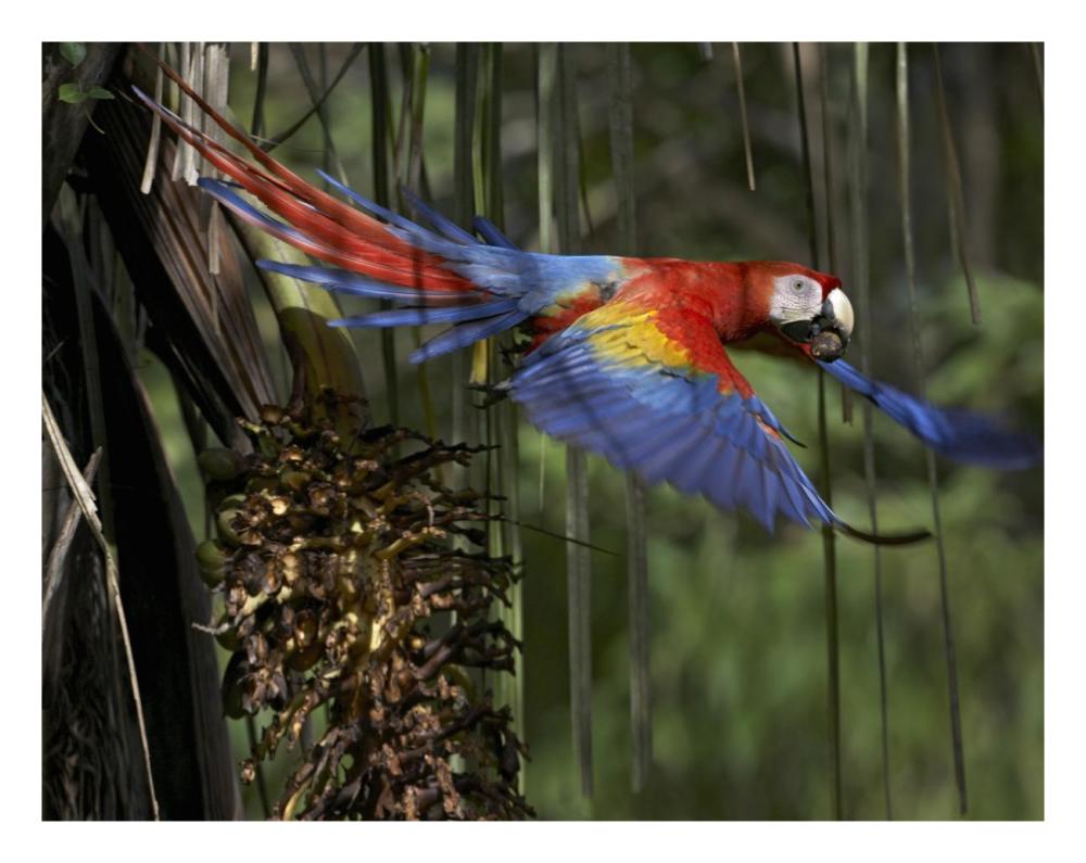 Scarlet Macaw flying with palm nut, Costa Rica-Paper Art-26"x20"