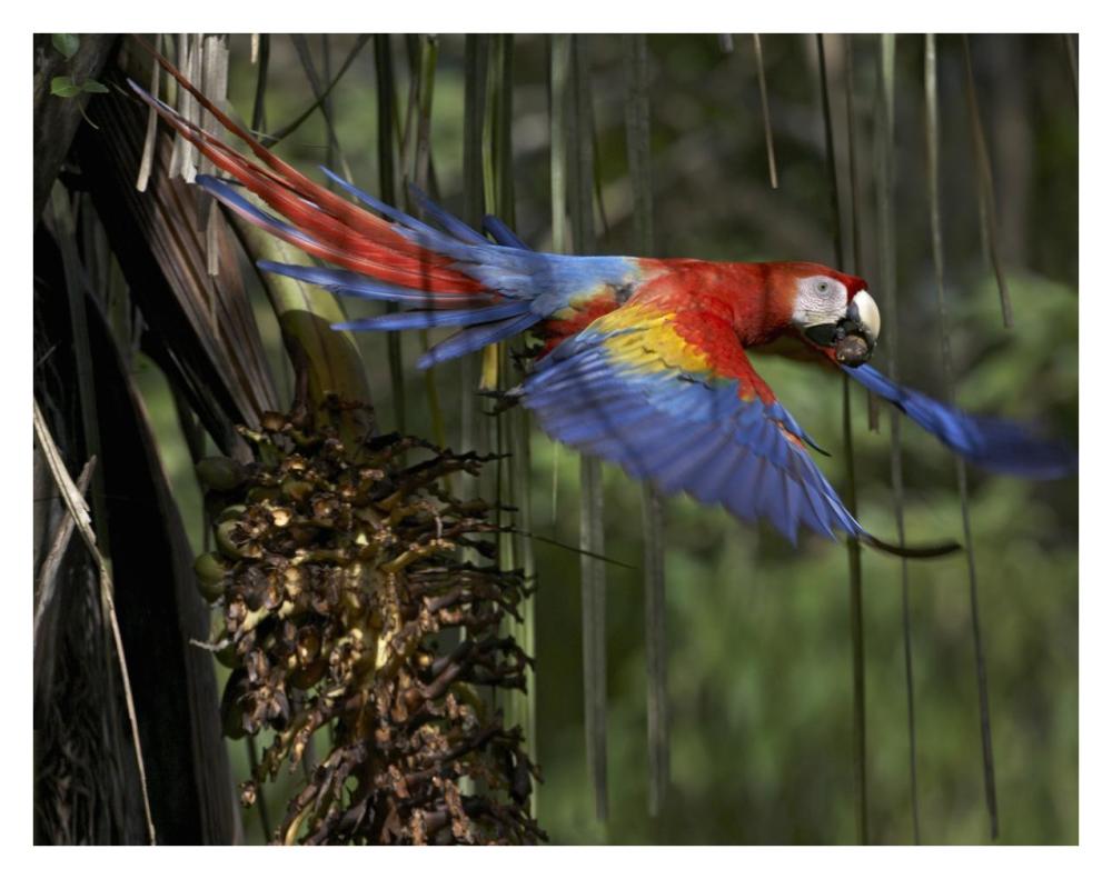 Scarlet Macaw flying with palm nut, Costa Rica-Paper Art-34"x26"