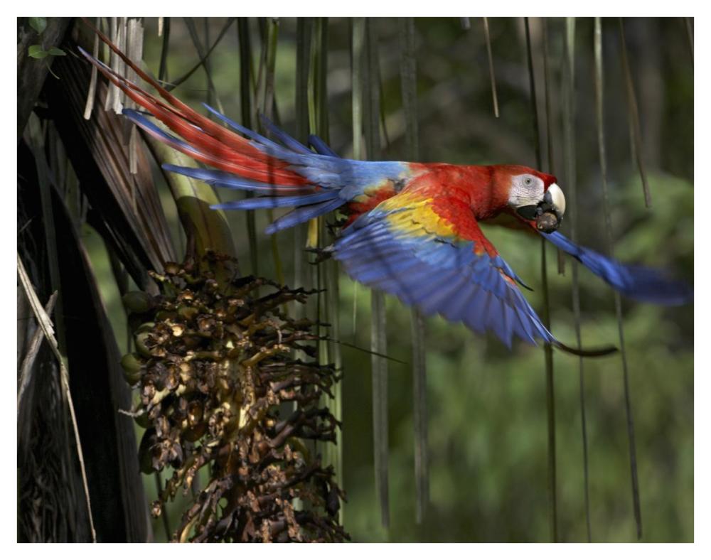 Scarlet Macaw flying with palm nut, Costa Rica-Paper Art-42"x32"