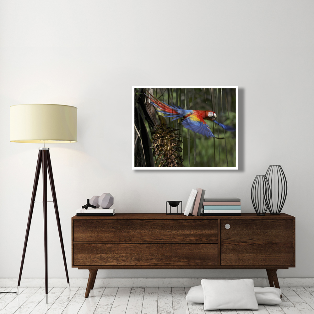Scarlet Macaw flying with palm nut, Costa Rica-Paper Art-42&quotx32"
