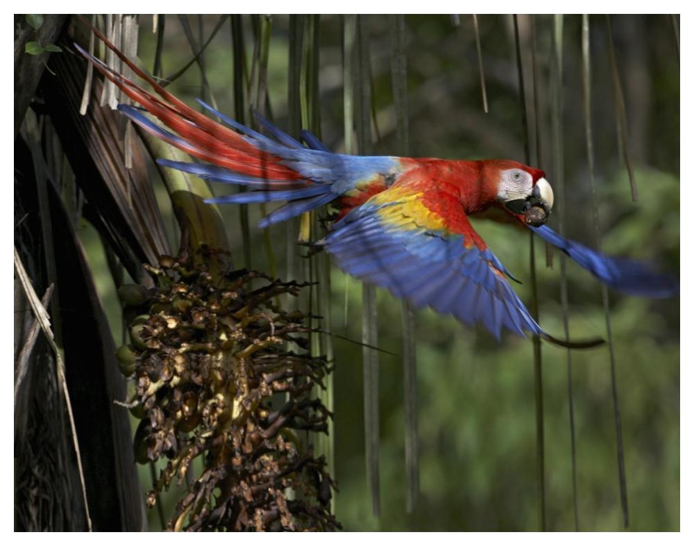 Scarlet Macaw flying with palm nut, Costa Rica-Paper Art-50"x38"