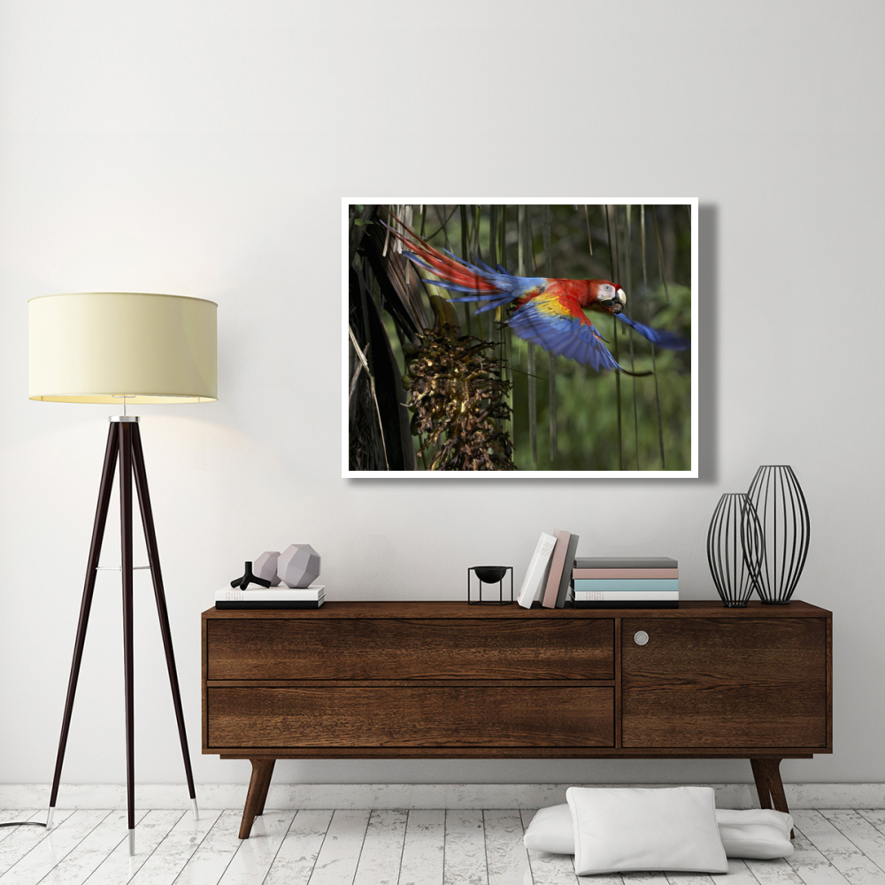 Scarlet Macaw flying with palm nut, Costa Rica-Paper Art-50&quotx38"