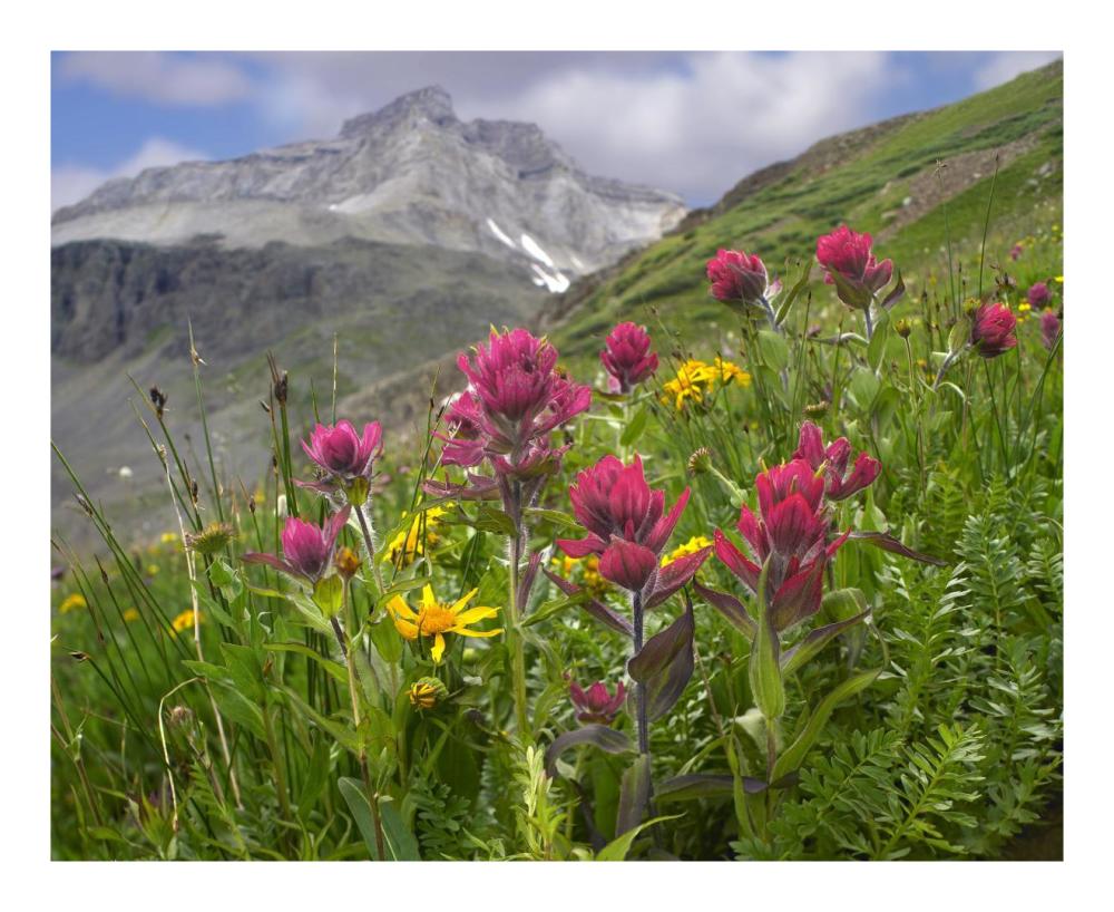 Paintbrush flowers, Yankee Boy Basin, Colorado-Paper Art-22"x18"