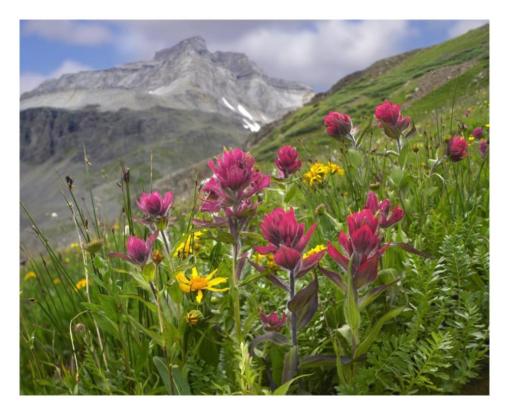 Paintbrush flowers, Yankee Boy Basin, Colorado-Paper Art-26"x22"