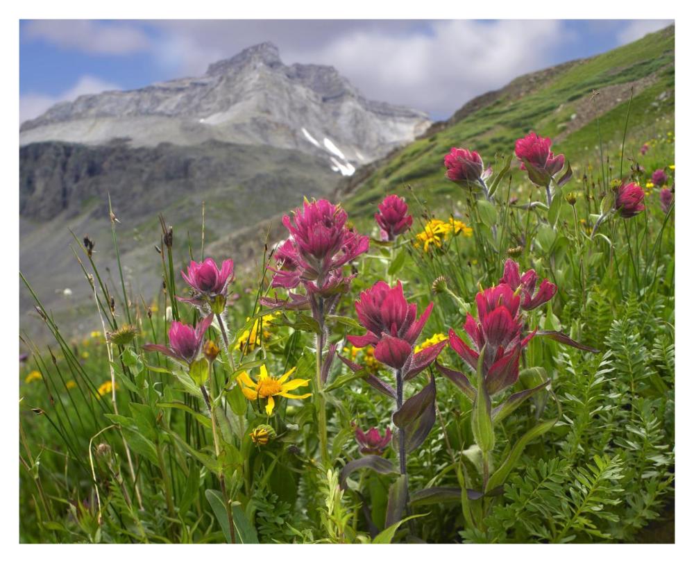 Paintbrush flowers, Yankee Boy Basin, Colorado-Paper Art-37"x30"