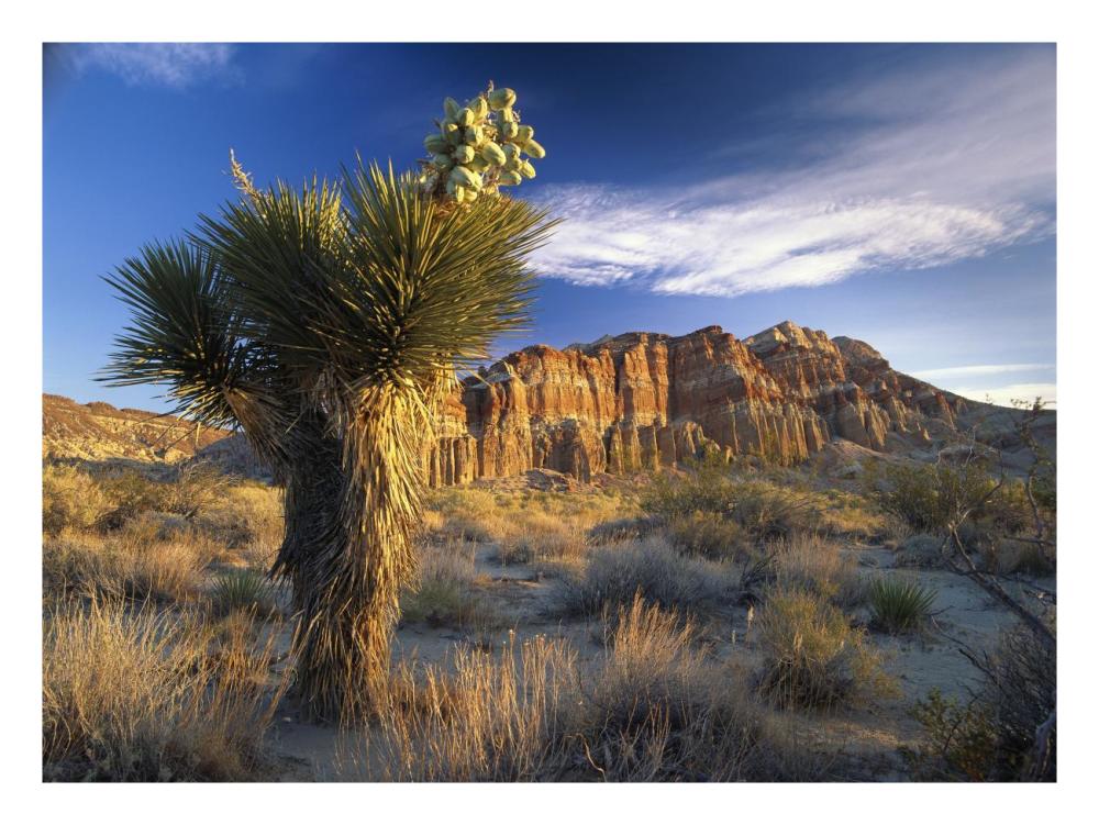 Joshua Tree at Red Rock State Park, California-Paper Art-26"x20"