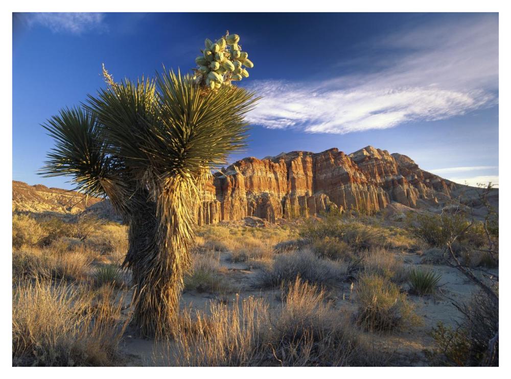 Joshua Tree at Red Rock State Park, California-Paper Art-42"x32"