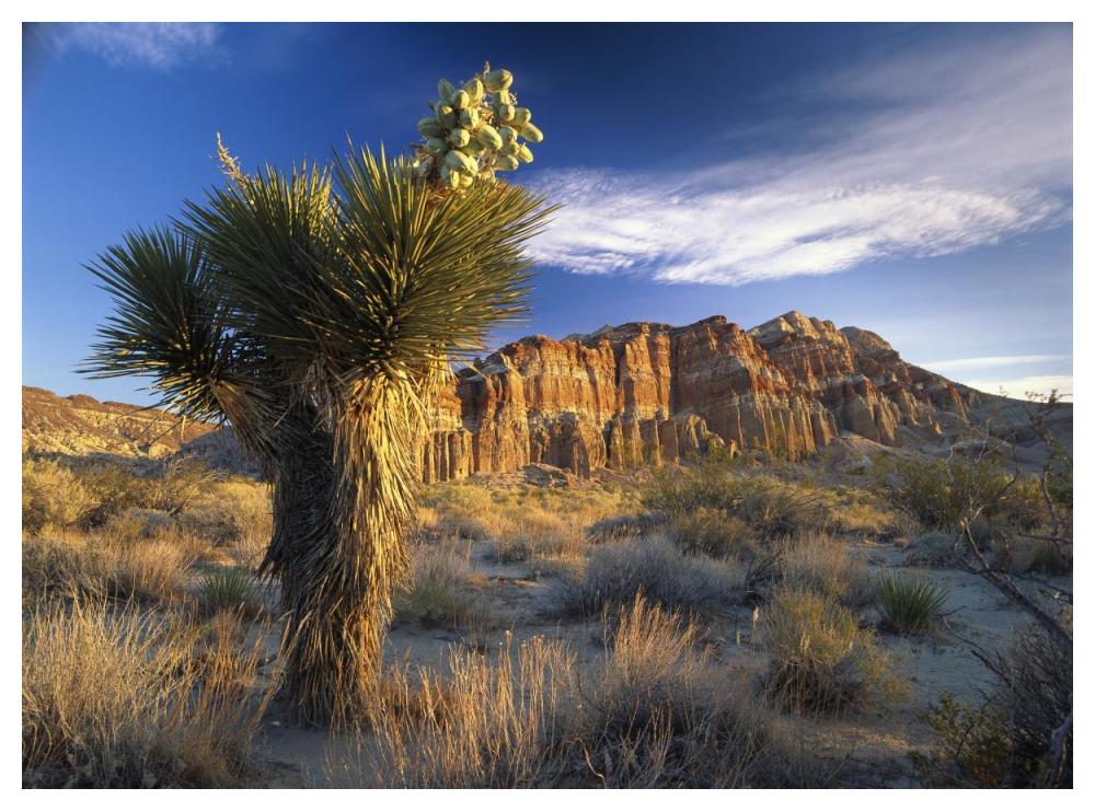 Joshua Tree at Red Rock State Park, California-Paper Art-50"x38"