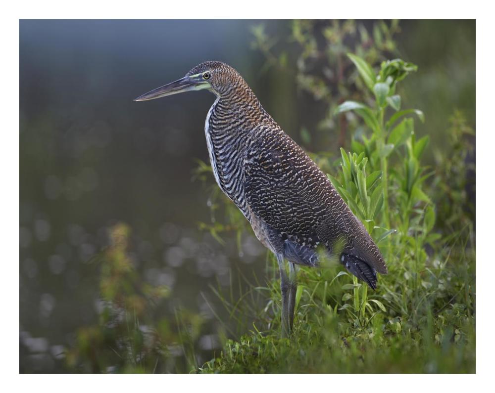 Bare-throated Tiger Heron portrait, Costa Rica-Paper Art-26"x20"