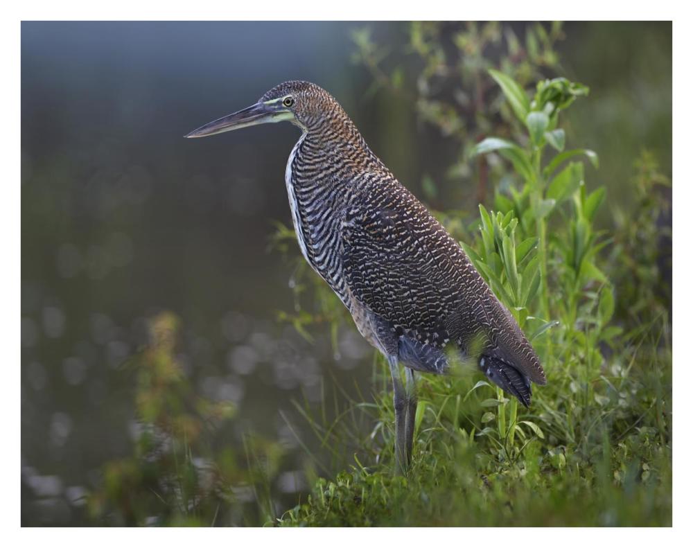 Bare-throated Tiger Heron portrait, Costa Rica-Paper Art-34"x26"