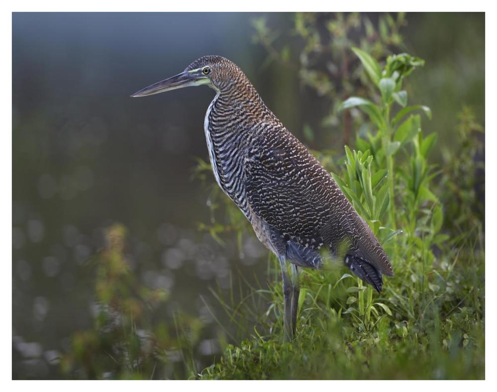 Bare-throated Tiger Heron portrait, Costa Rica-Paper Art-42"x32"