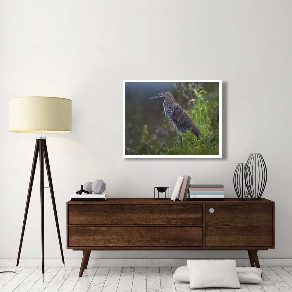 Bare-throated Tiger Heron portrait, Costa Rica-Paper Art-42&quotx32"