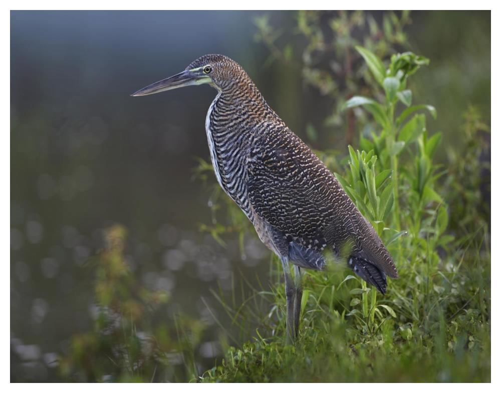 Bare-throated Tiger Heron portrait, Costa Rica-Paper Art-50"x38"