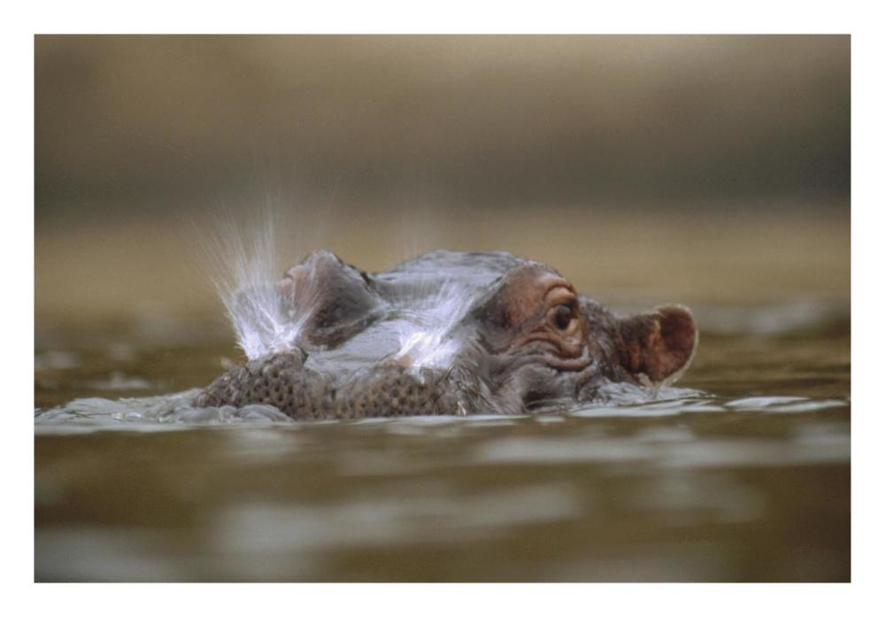 Hippopotamus breathing at water surface, Kenya-Paper Art-26"x18"