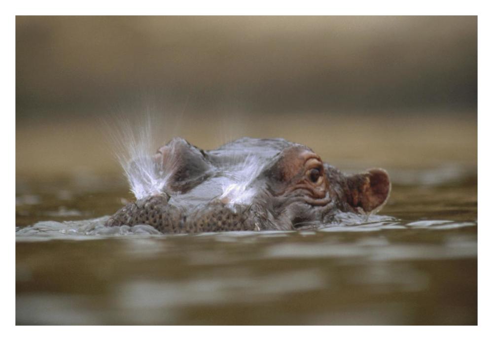 Hippopotamus breathing at water surface, Kenya-Paper Art-32"x22"