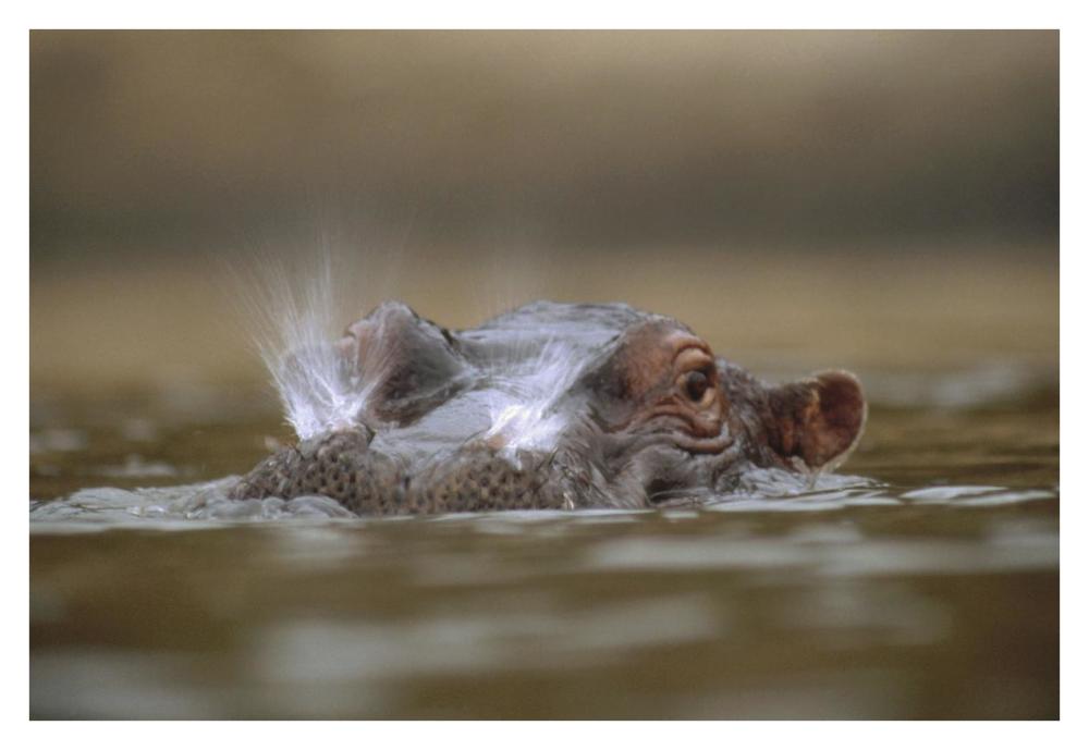 Hippopotamus breathing at water surface, Kenya-Paper Art-38"x26"
