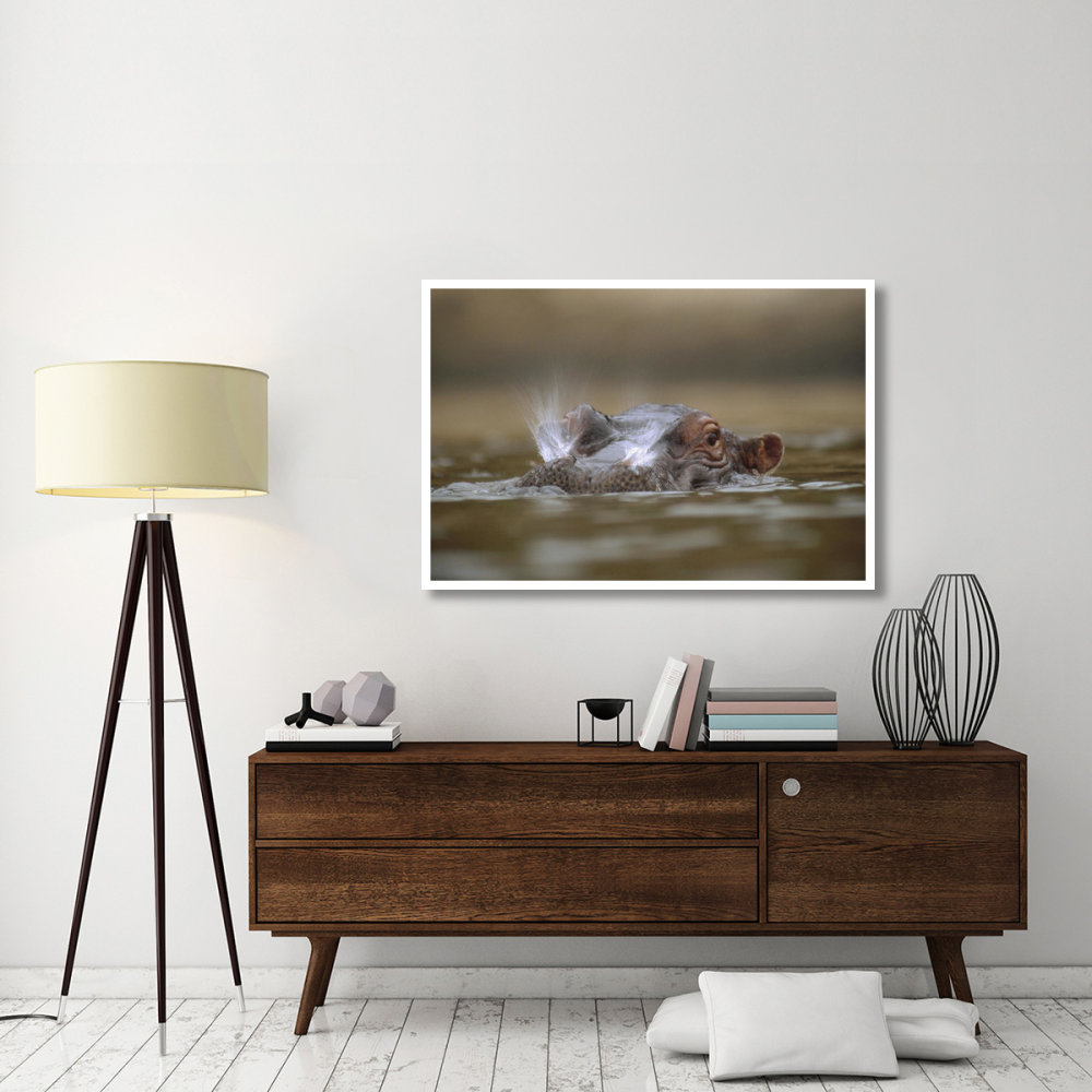 Hippopotamus breathing at water surface, Kenya-Paper Art-50&quotx34"