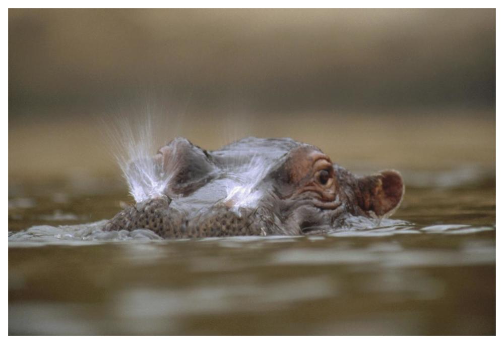Hippopotamus breathing at water surface, Kenya-Paper Art-62"x42"